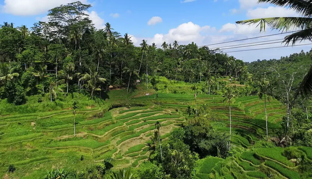 Tegallalang Rice Terrace-Bali-Img-2