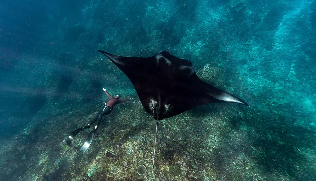 Manta Bay-Manta Point-Yacht-Excursion-Img