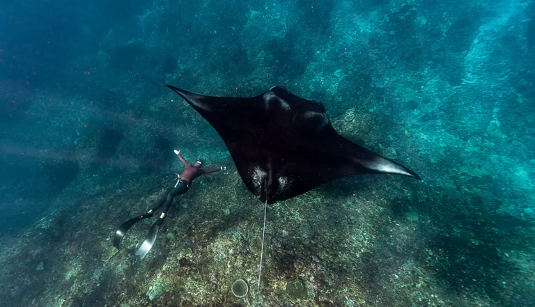 Manta Bay-Manta Point-Yacht-Excursion-Img