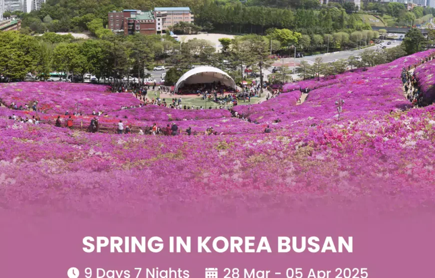 Tour Spring In Korea Busan 28 March 2025-HmImg