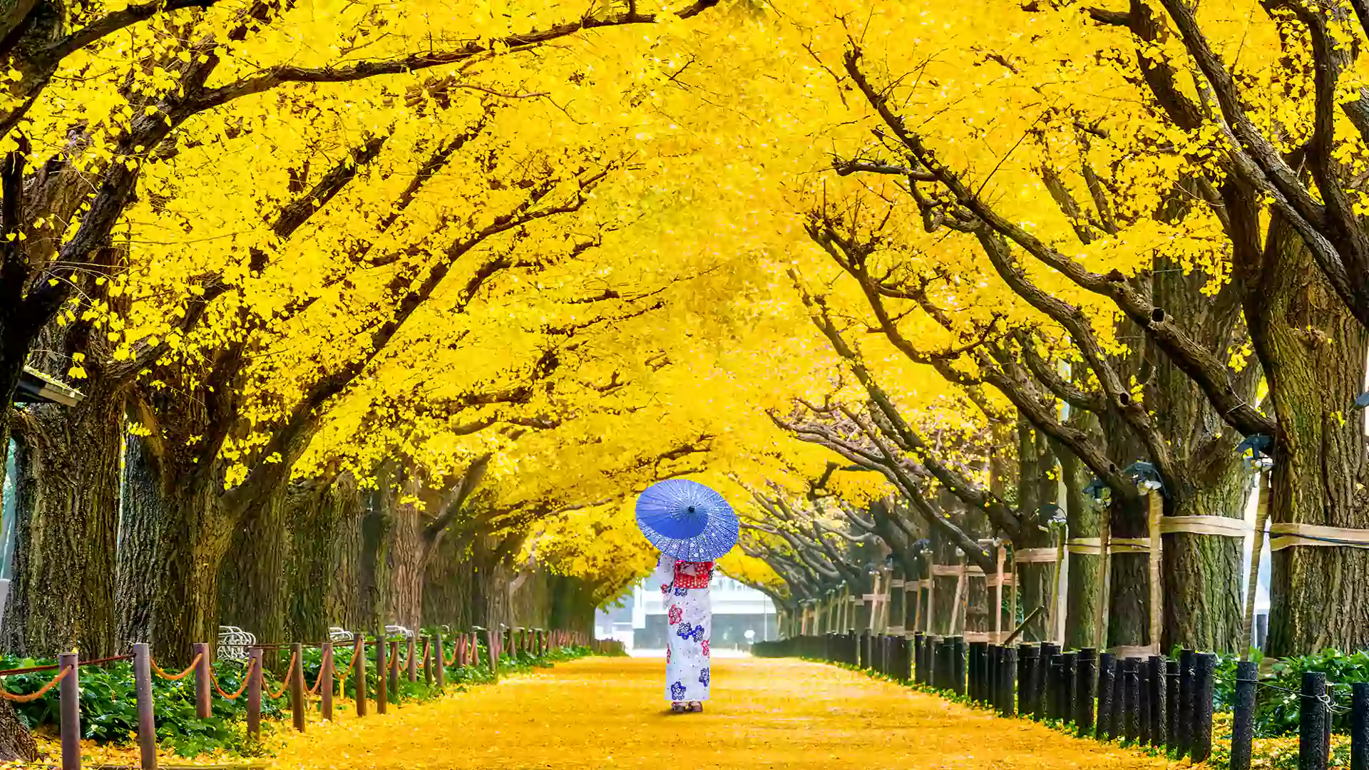 Lorong pohon ginkgo berwarna kuning saat musim gugur di Korea Selatan, periode favorit sebagai waktu terbaik berkunjung ke Korea Selatan bulan Oktober.