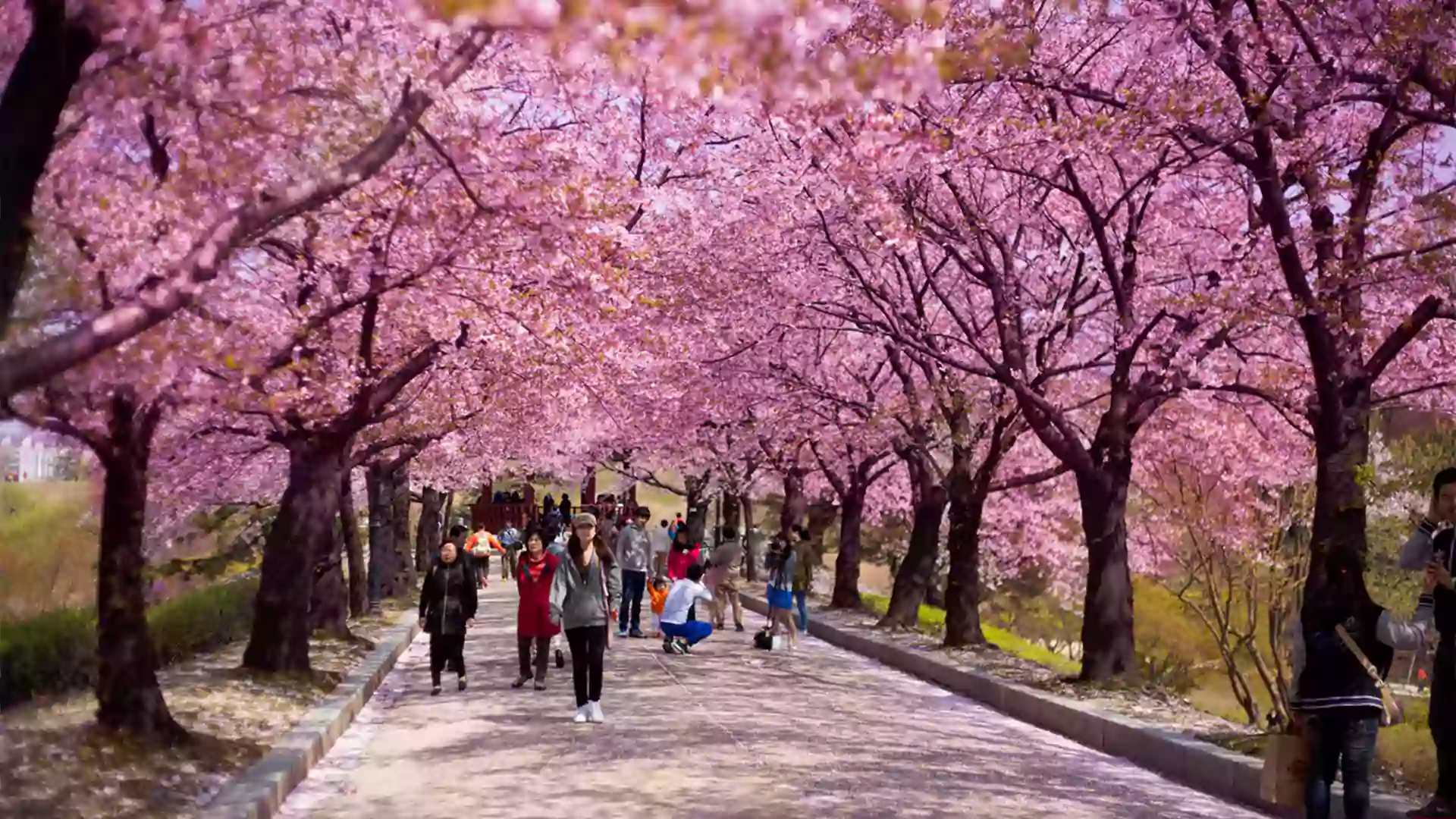 Jalanan dipenuhi bunga sakura mekar di Korea Selatan saat musim semi, momen populer sebagai waktu terbaik liburan ke Korea Selatan bulan April.